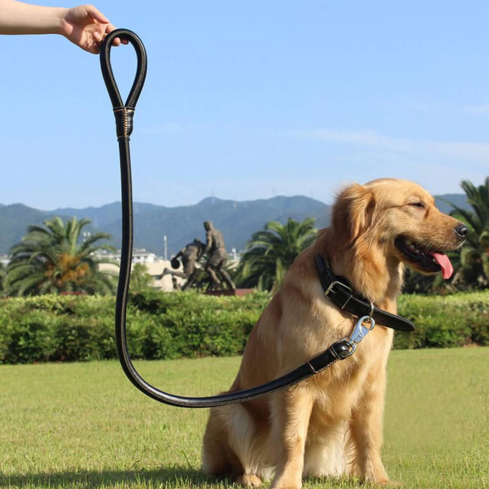 2-in-1 Rolled Leather Dog Collar & Leash. Shop Pet Collars & Harnesses on Mounteen. Worldwide shipping available.