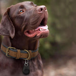 Anti-Lost Pet GPS Tracker. Shop GPS Tracking Devices on Mounteen. Worldwide shipping available.