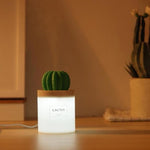 Cactus Humidifier Lamp. Shop Humidifiers on Mounteen. Worldwide shipping available.