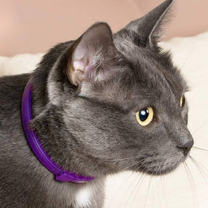 Cat Calming Collar. Shop Cat Supplies on Mounteen. Worldwide shipping available.