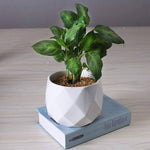 Ceramic Diamond Planter For Indoor Plants. Shop Pots & Planters on Mounteen. Worldwide shipping available.
