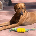 Corn Cob Dog Teeth Cleaning Chew Toy. Shop Dog Toys on Mounteen. Worldwide shipping available.