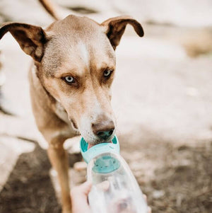 Dog Portable Drinking Water Bottle. Shop Dog Supplies on Mounteen. Worldwide shipping available.