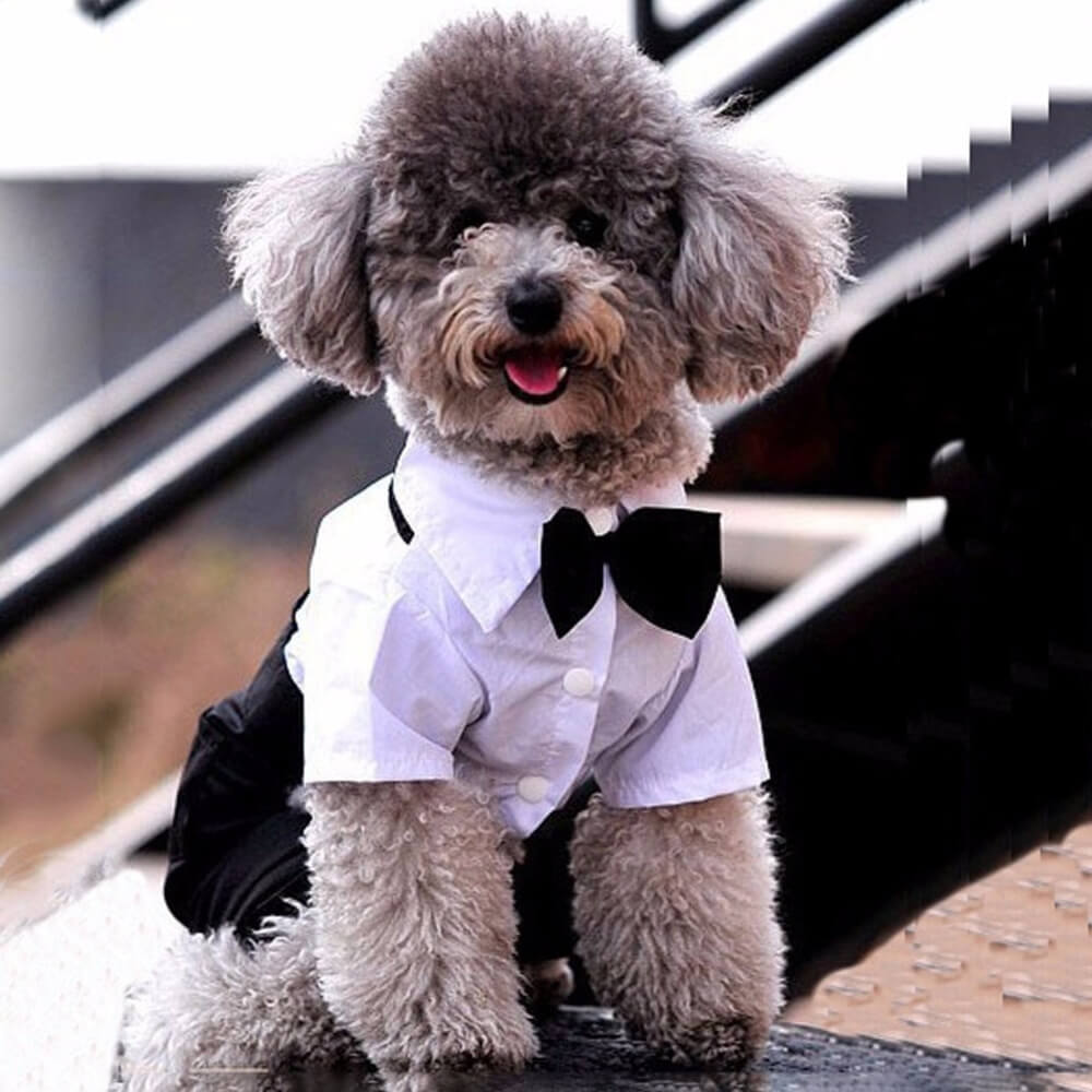 Dog Suit and Bow Tie Outfit. Shop Dog Supplies on Mounteen. Worldwide shipping available.