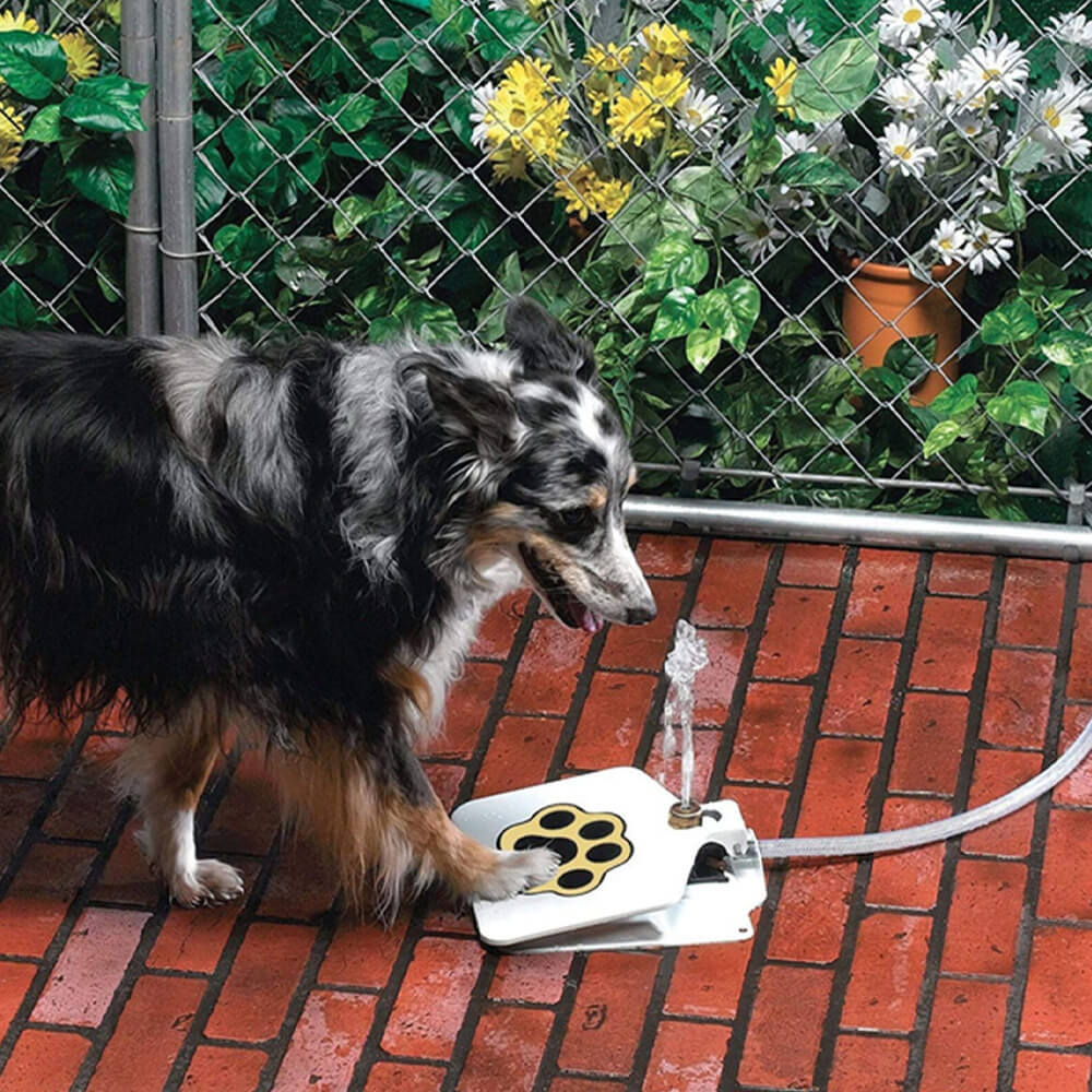 Dog Water Fountain. Shop Dog Supplies on Mounteen. Worldwide shipping available.