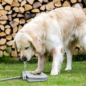 Dog Water Fountain. Shop Dog Supplies on Mounteen. Worldwide shipping available.
