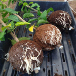 Instant Plant Root Growing Box. Shop Gardening Tools on Mounteen. Worldwide shipping available.