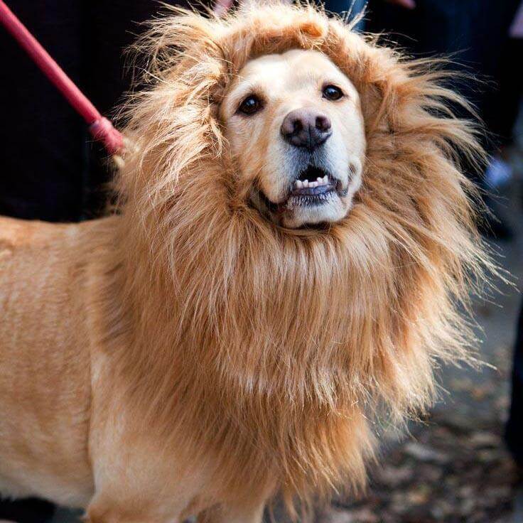 Lion Mane Wig for Dogs. Shop Dog Supplies on Mounteen. Worldwide shipping available.