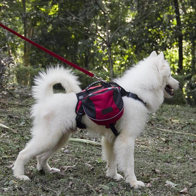 Outdoor Dog Backpack. Shop Dog Supplies on Mounteen. Worldwide shipping available.