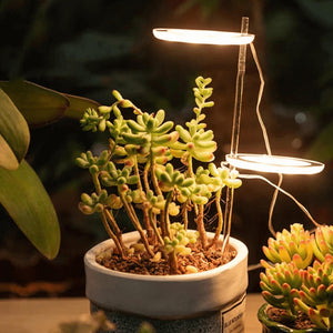 Ring LED Plant Grow Light. Shop Lamps on Mounteen. Worldwide shipping available.