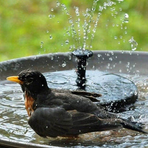 Solar bird bath fountain