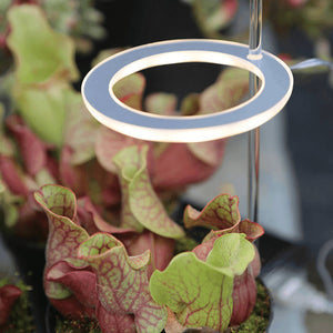 Stylish Angel Ring Grow Light. Shop Lamps on Mounteen. Worldwide shipping available.