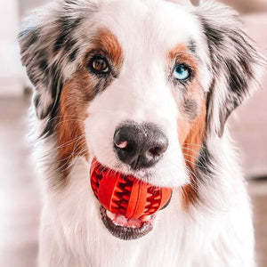 Toothy Dog Chew Toy. Shop Dog Toys on Mounteen. Worldwide shipping available.